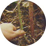 A young shoot of wild asparagus.